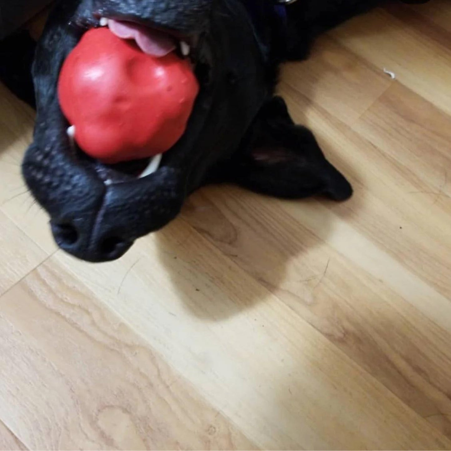 Asteroid Ultra Durable Rubber Chew Toy - Pooch Luxury