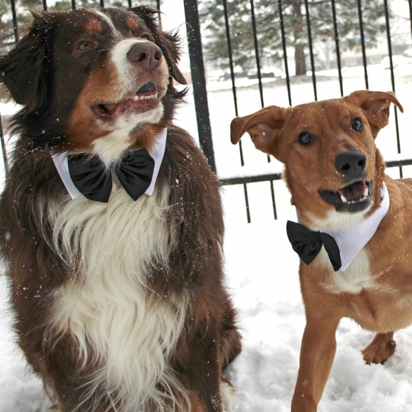 Black Satin Bow Tie with White Cotton Collar - Pooch Luxury