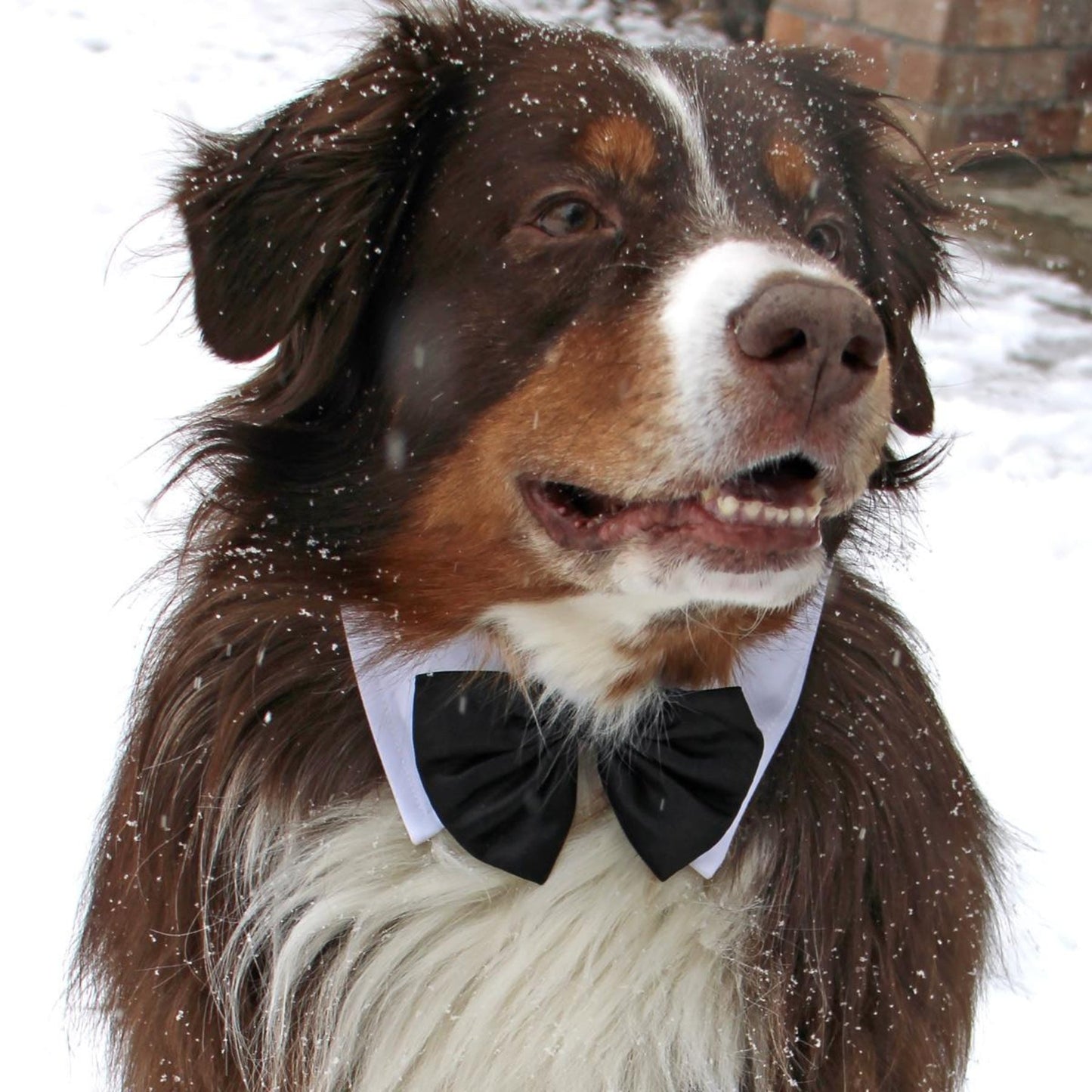 Black Satin Bow Tie with White Cotton Collar - Pooch Luxury