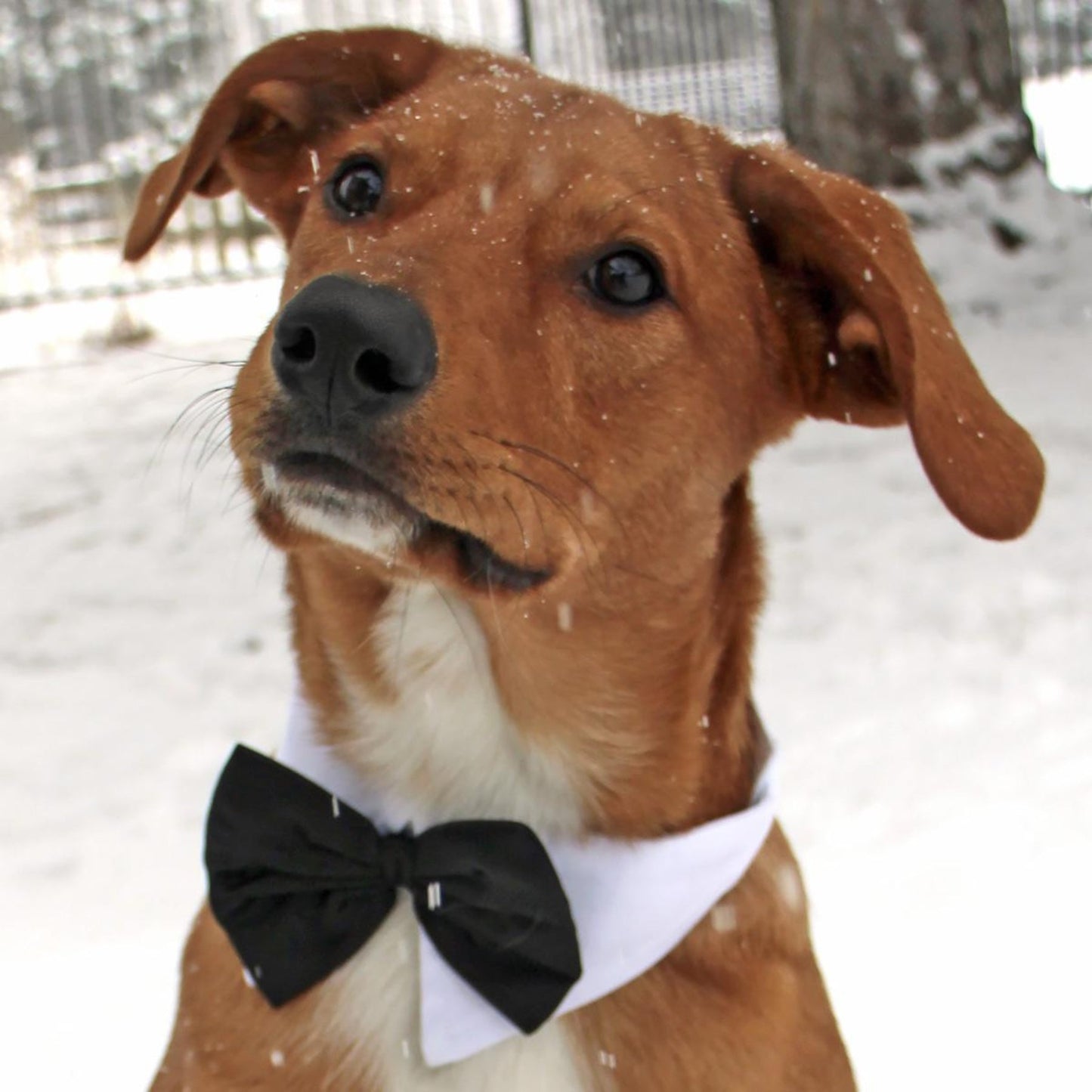 Black Satin Bow Tie with White Cotton Collar - Pooch Luxury