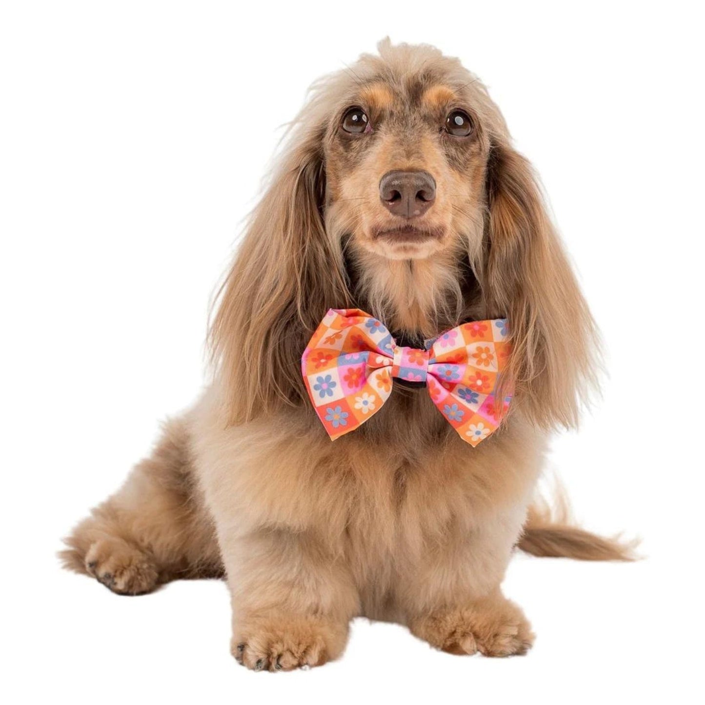 Daisies For Days Bow Tie - Pooch Luxury
