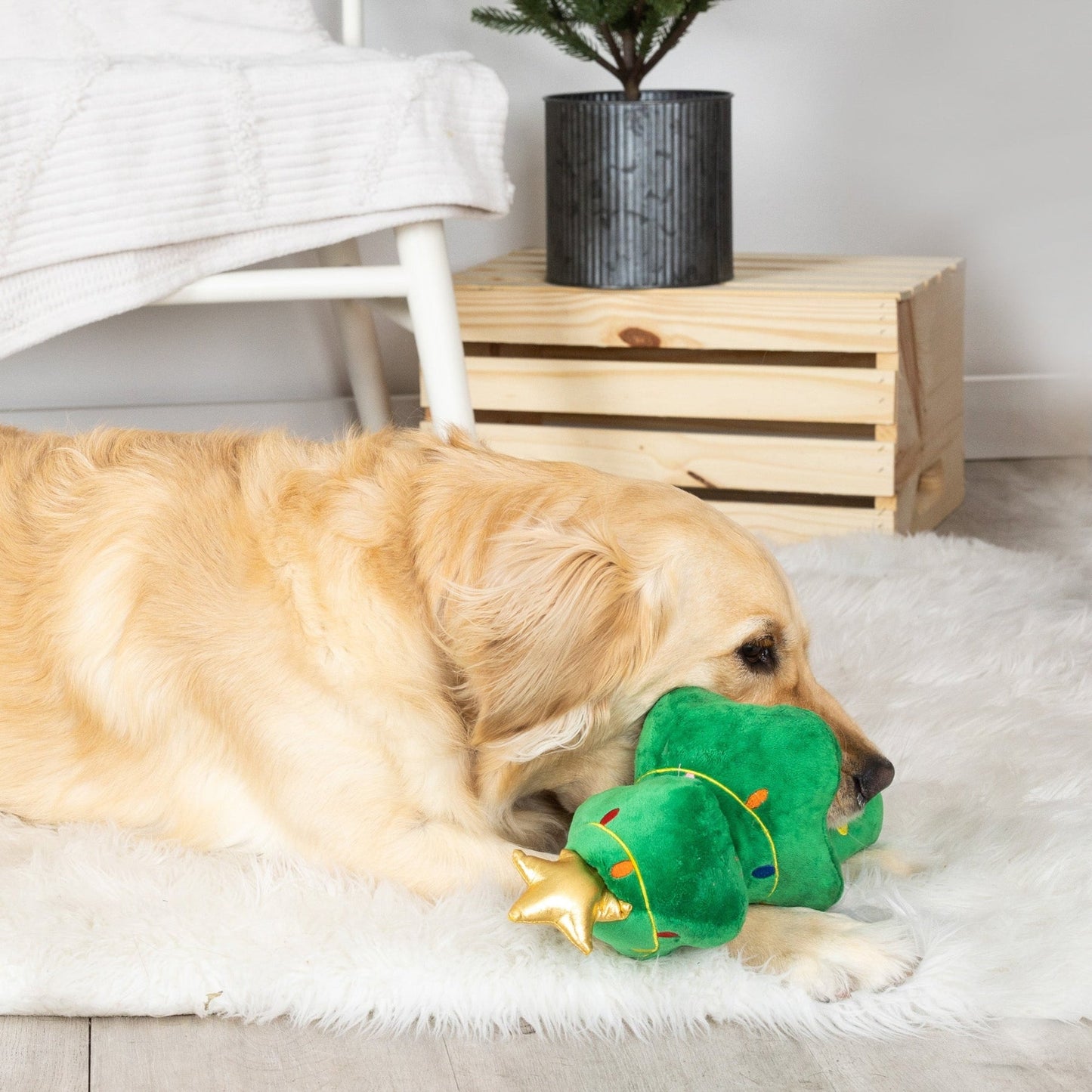 Fringe Studio - Light Me Up Dog Toy - Pooch Luxury
