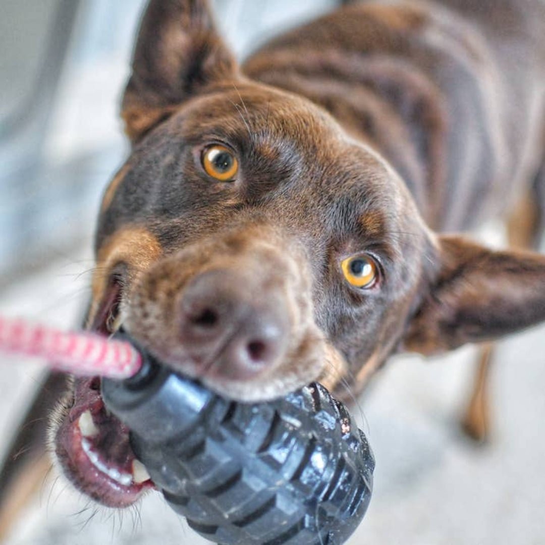 Magnum Grenade Reward Toy (Power Chewers) - Pooch Luxury