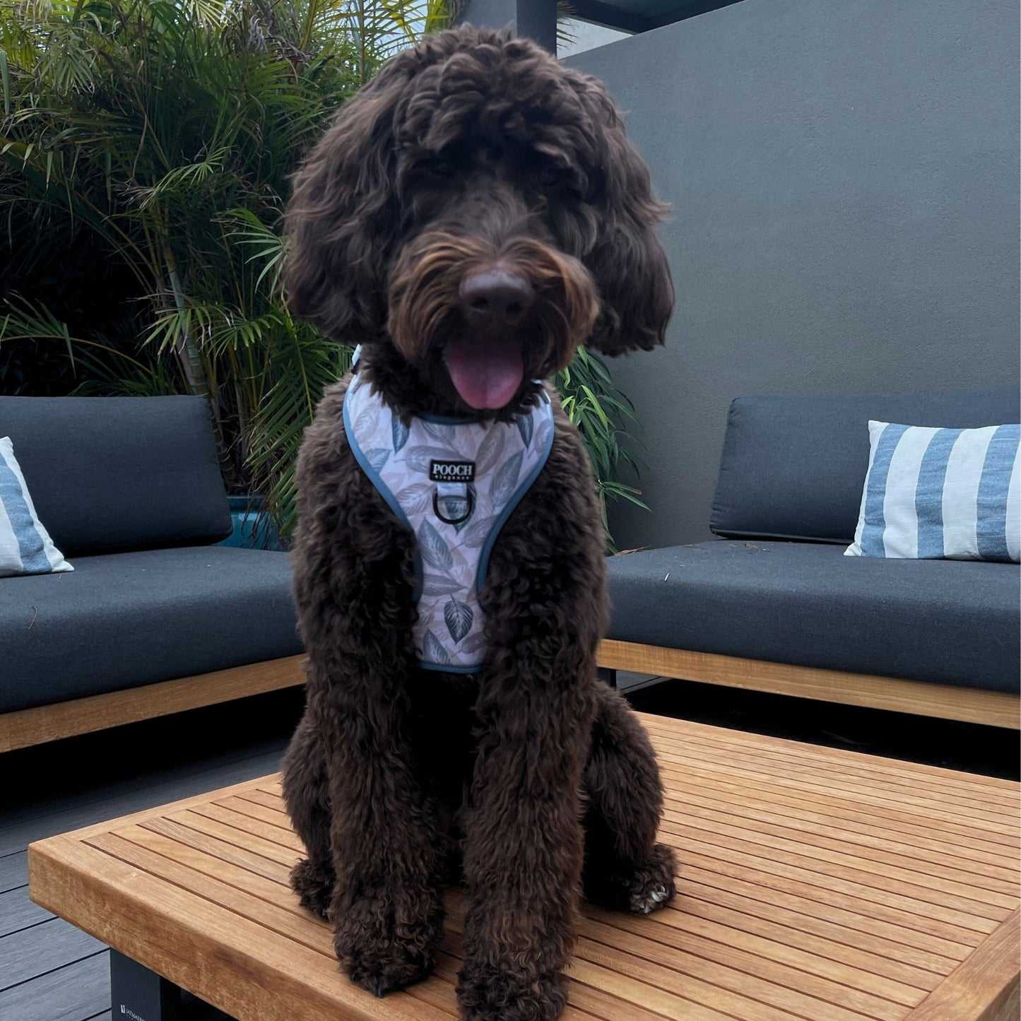 Misty Leaves Adjustable Dog Harness - Pooch Luxury