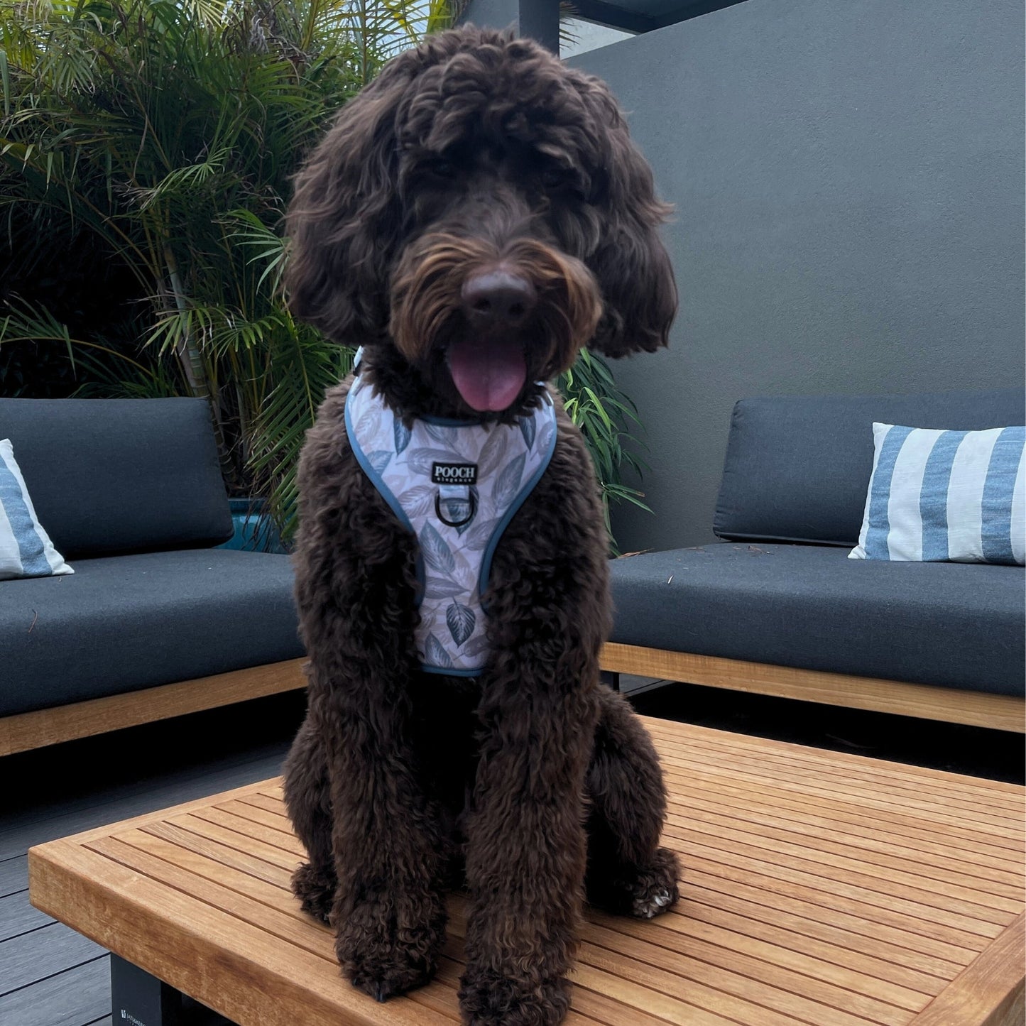 Misty Leaves Adjustable Dog Harness - Pooch Luxury