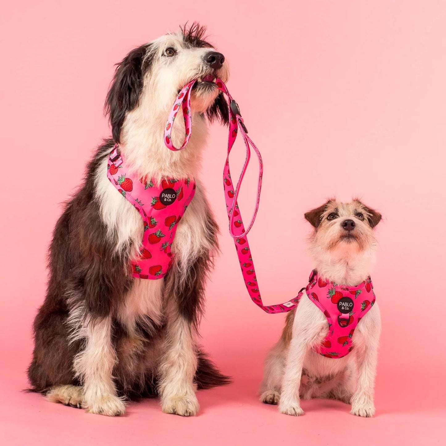 Strawberries Adjustable Harness - Pooch Luxury