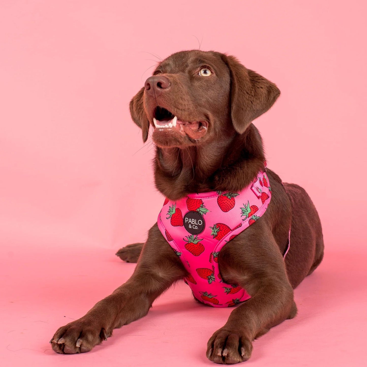 Strawberries Adjustable Harness - Pooch Luxury
