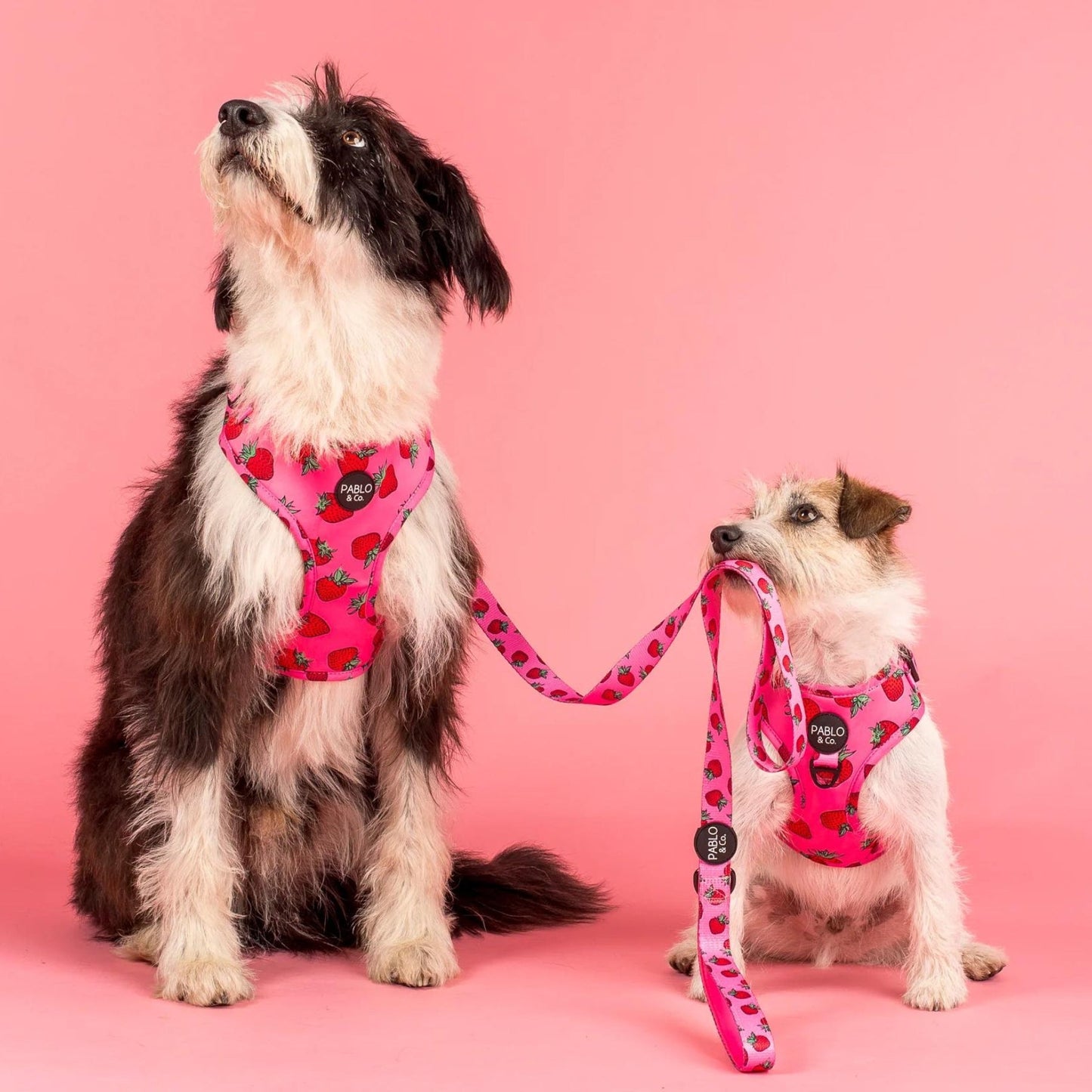 Strawberries Adjustable Harness - Pooch Luxury