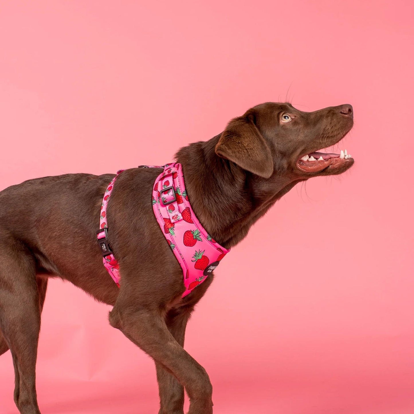 Strawberries Adjustable Harness - Pooch Luxury