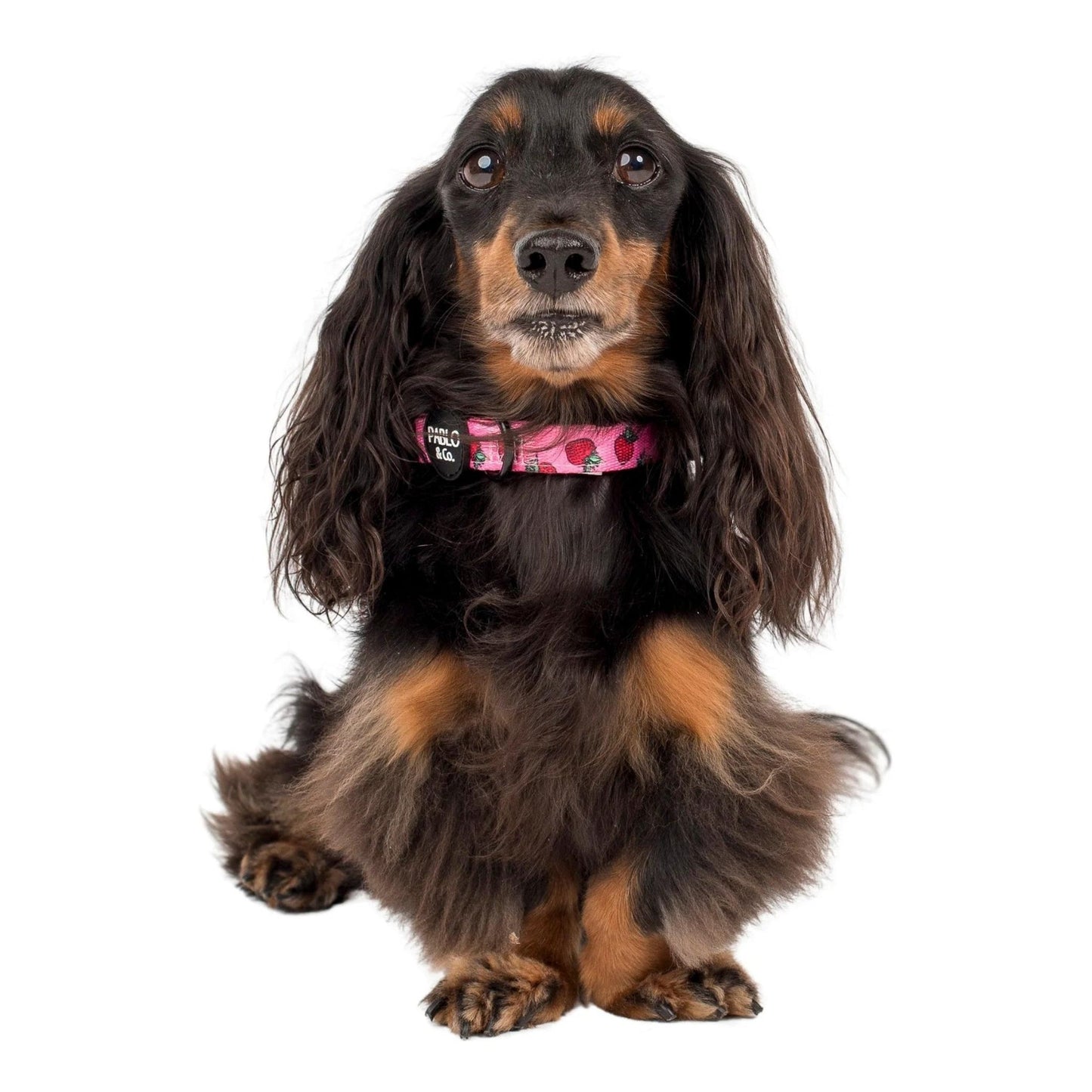 Strawberries Dog Collar - Pooch Luxury