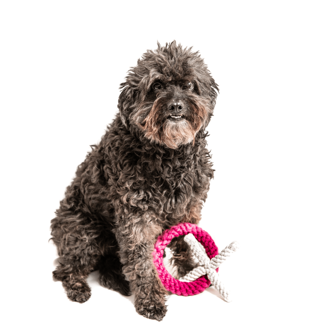 Xo Valentine's Rope Dog Toy - Pooch Luxury