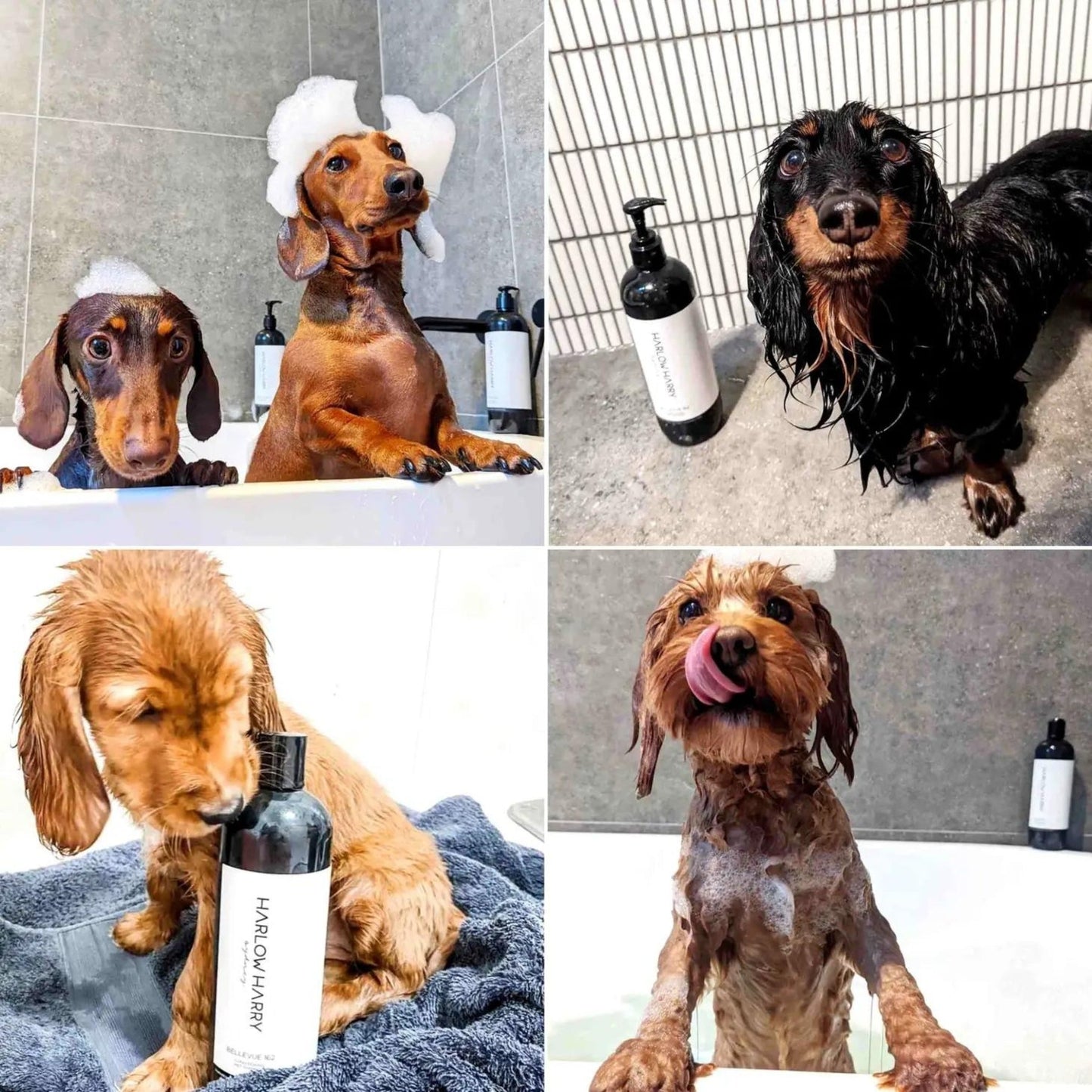 2-in-1 Conditioning Dog Shampoo - D'bacca 169 - Pooch Luxury