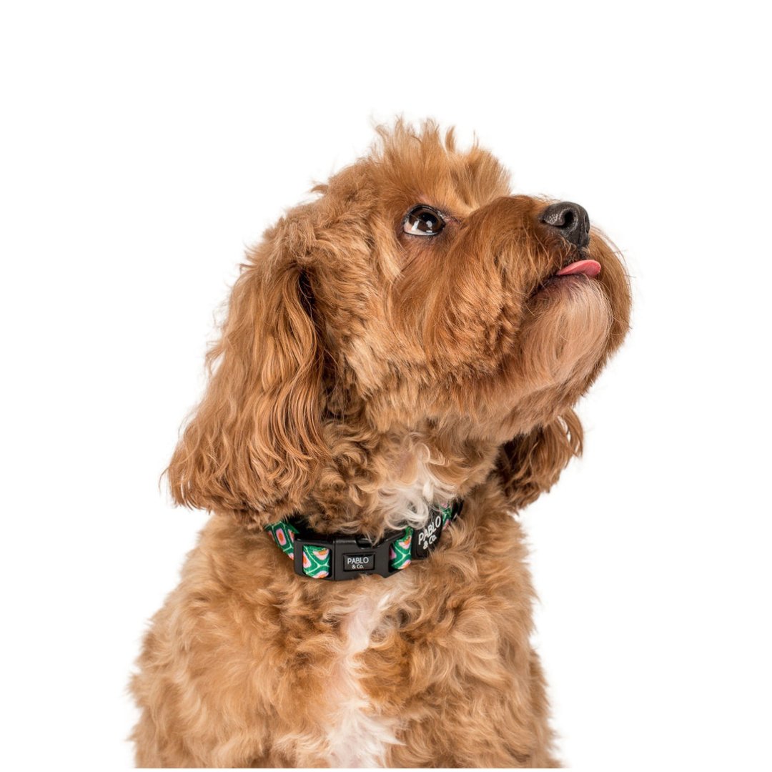 70's Style Collar - Pooch Luxury