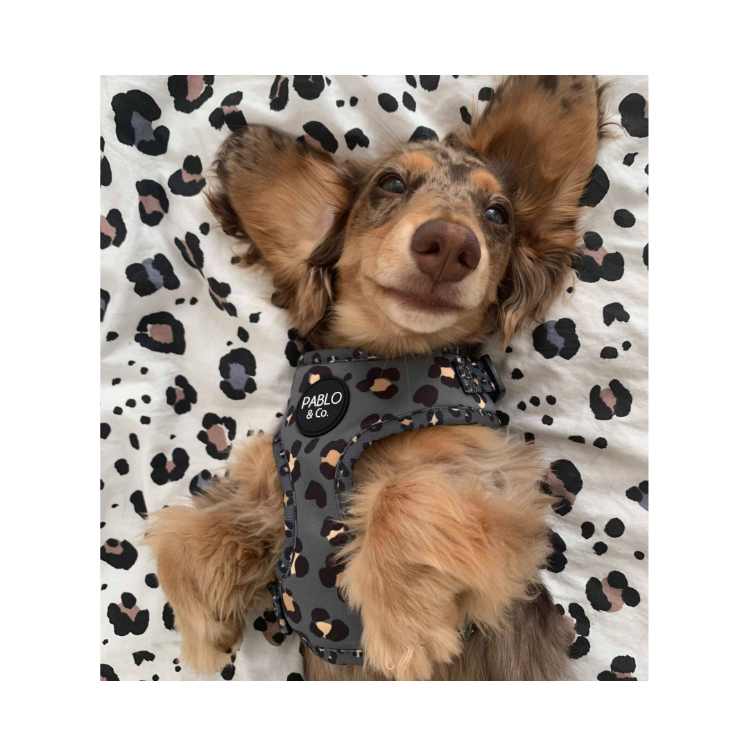 Khaki Leopard Adjustable Harness - Pooch Luxury