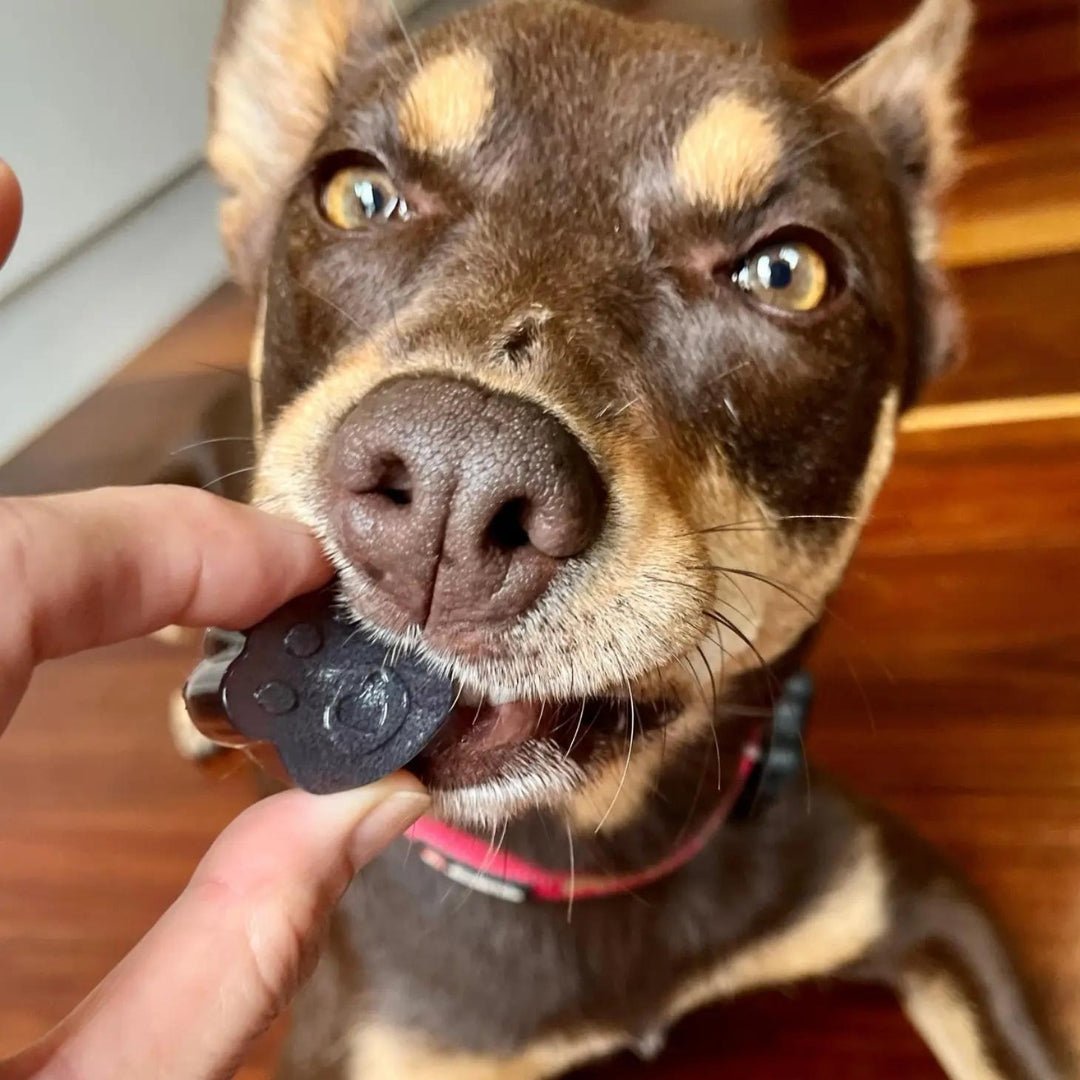 
                  
                    Blueberry & Blue Spirulina Superfood Jelly - Pooch Luxury
                  
                