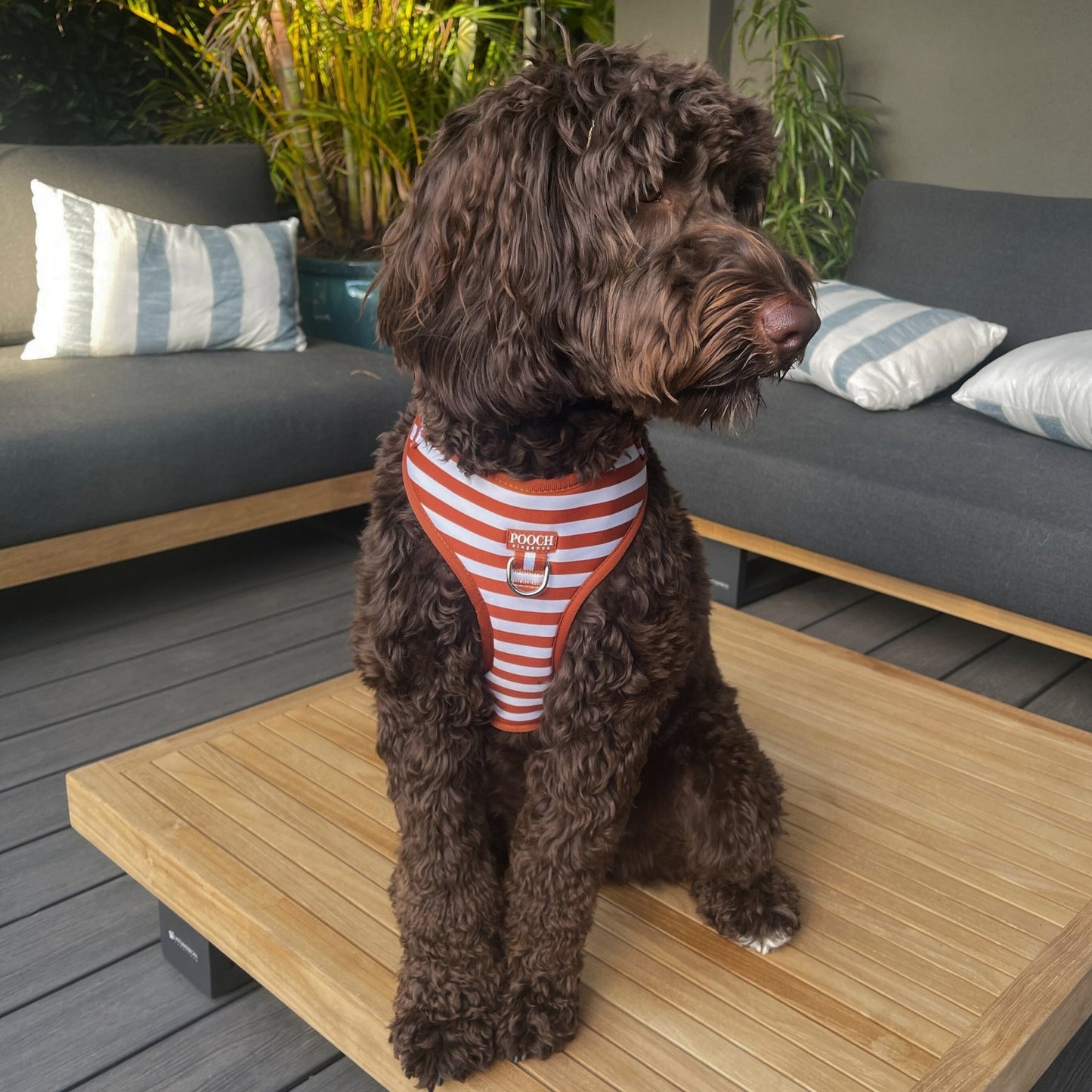 Carnival Stripe - Caramel Adjustable Harness - Pooch Luxury