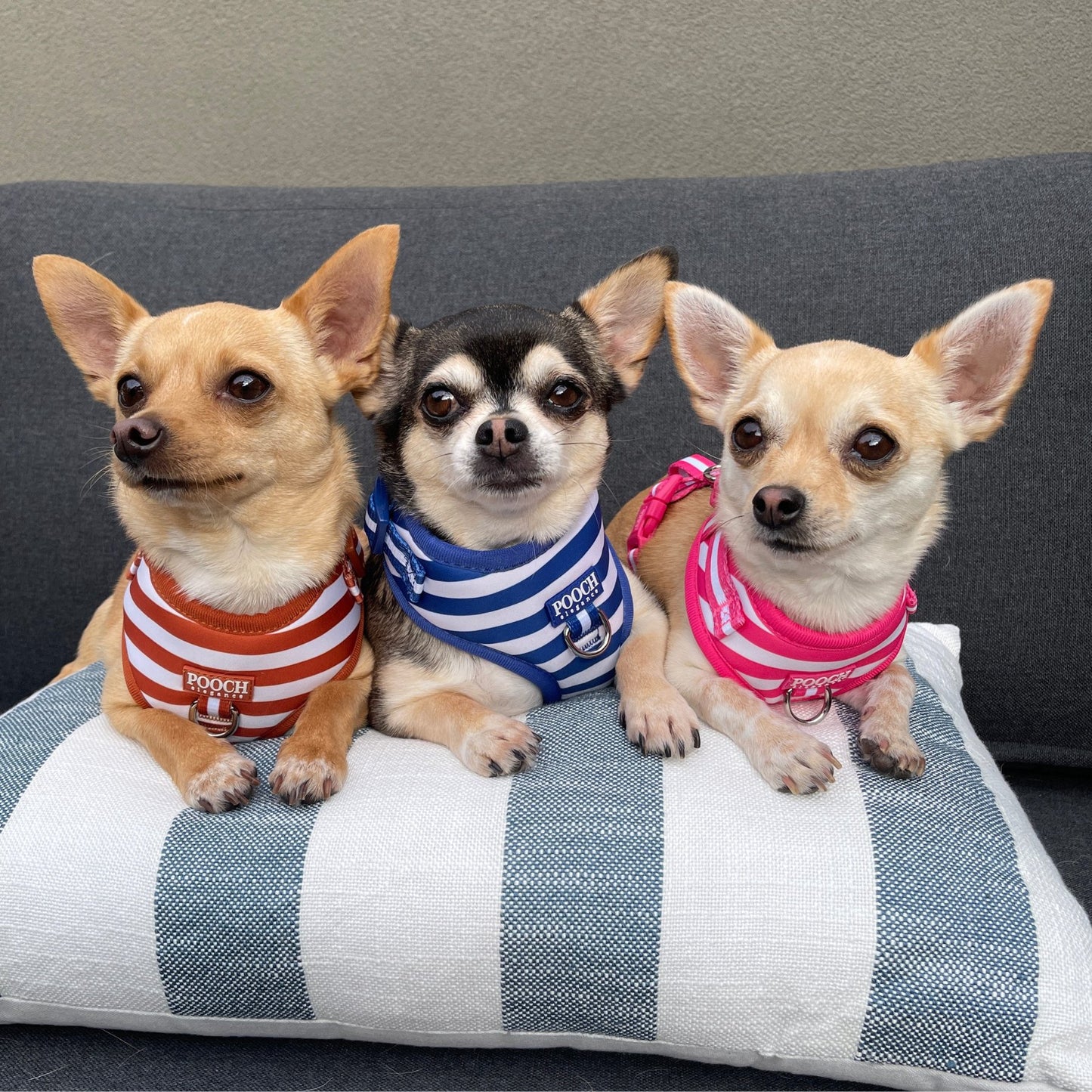 Carnival Stripe - Caramel Adjustable Harness - Pooch Luxury