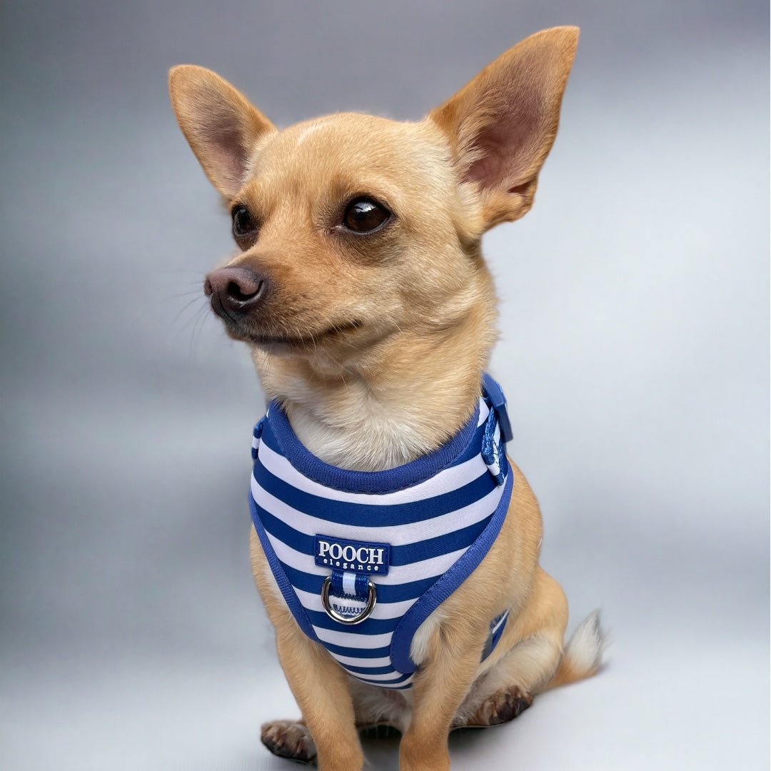 Carnival Stripe - Royal Blue Adjustable Harness - Pooch Luxury