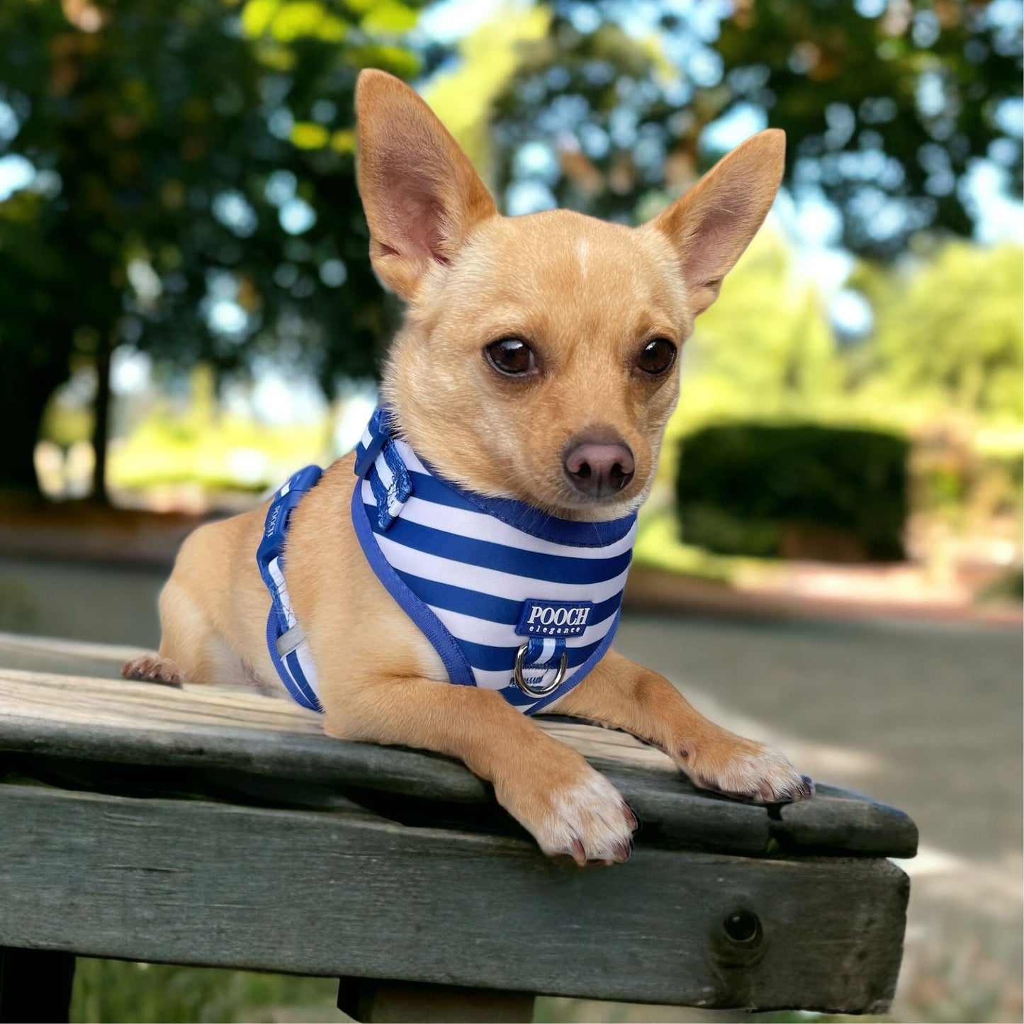 Carnival Stripe - Royal Blue Adjustable Harness - Pooch Luxury