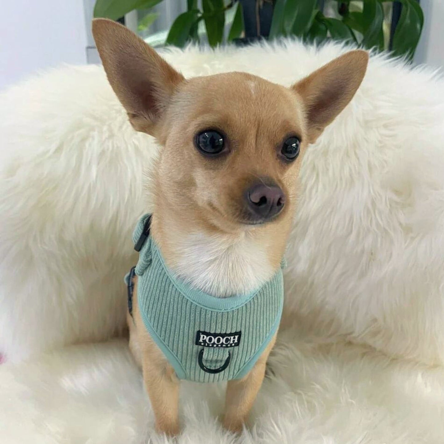 Corduroy Adjustable Harness - Green Mist - Pooch Luxury