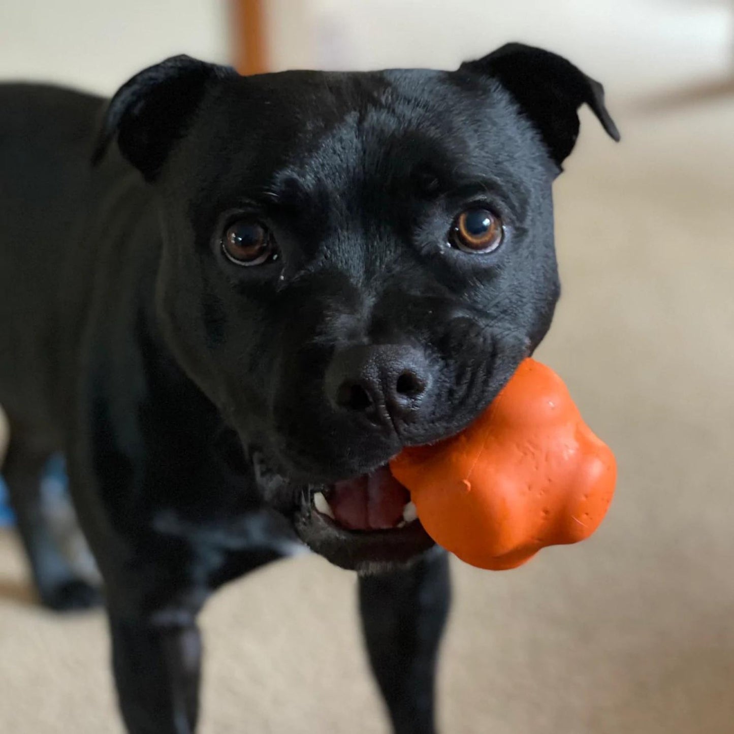 Crazy Bounce (Power Chewers) - Pooch Luxury