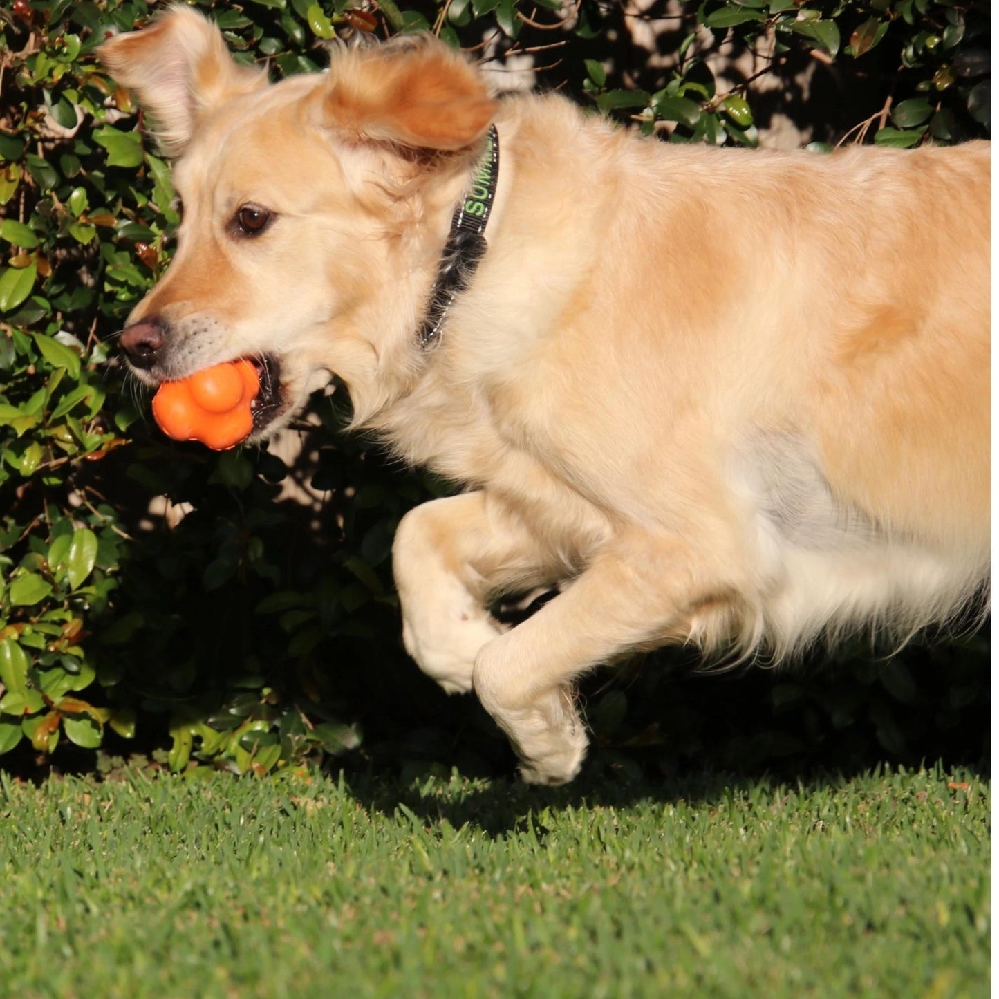 Crazy Bounce (Power Chewers) - Pooch Luxury