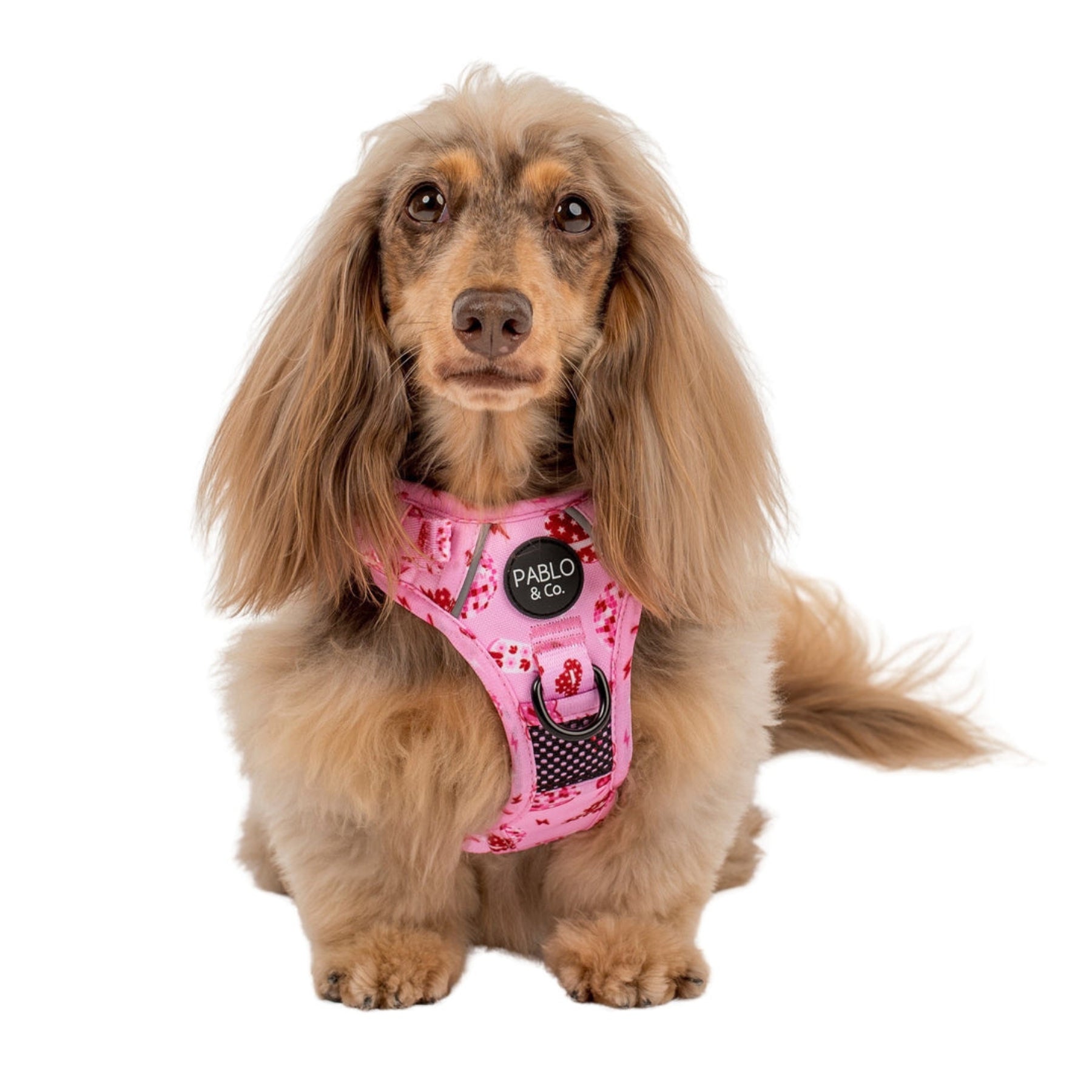 Shop Adventure Dog Harness