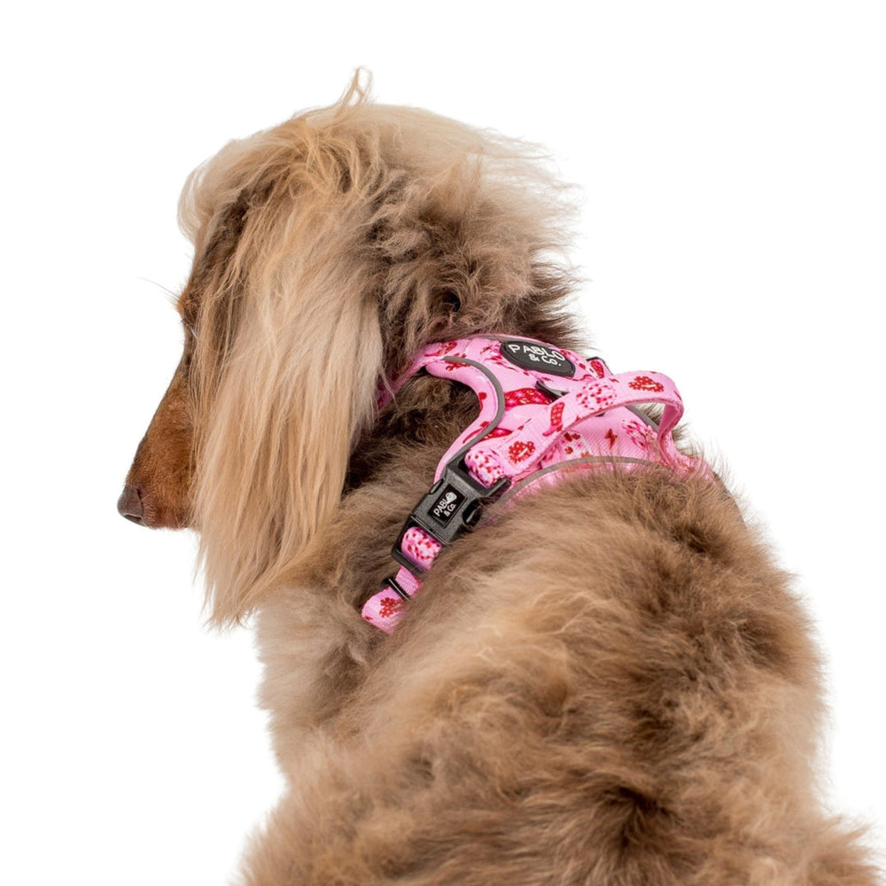 
                  
                    Disco Cowgirl No Pull Adventure Harness - Pooch Luxury
                  
                