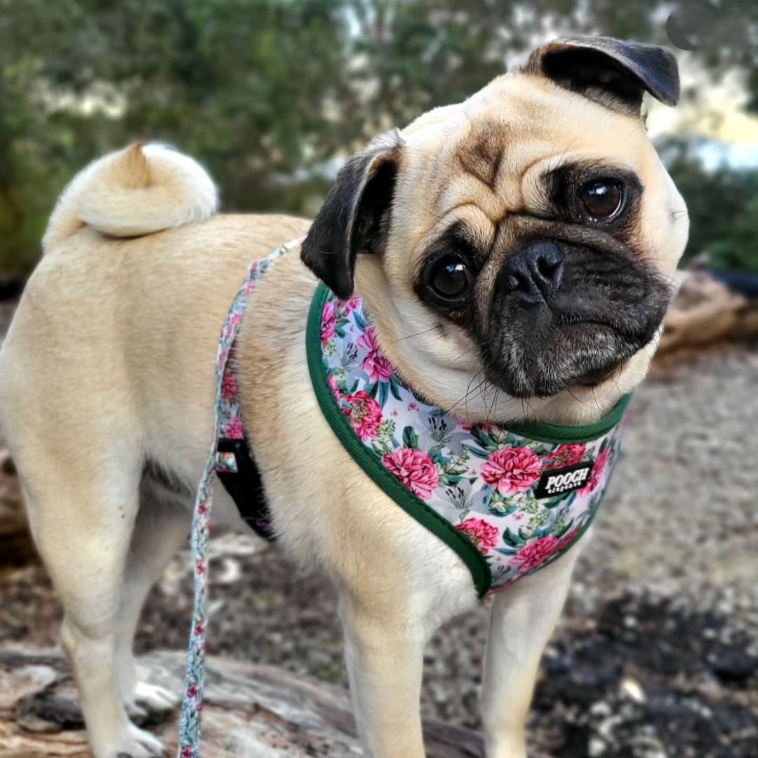 Exotic Blooms Reversible Dog Harness - Pooch Luxury