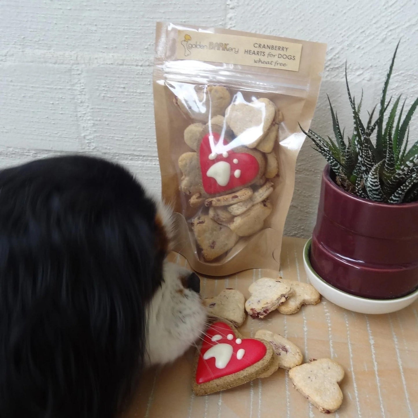 
                  
                    golden BARKery Dog Treats - Cranberry & Coconut - Pooch Luxury
                  
                