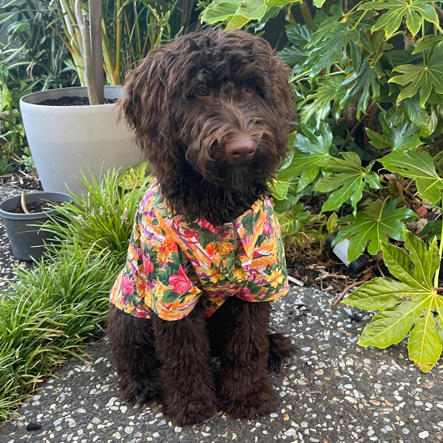 Hawaiian Camp Shirt - Sunset Hibiscus - Pooch Luxury