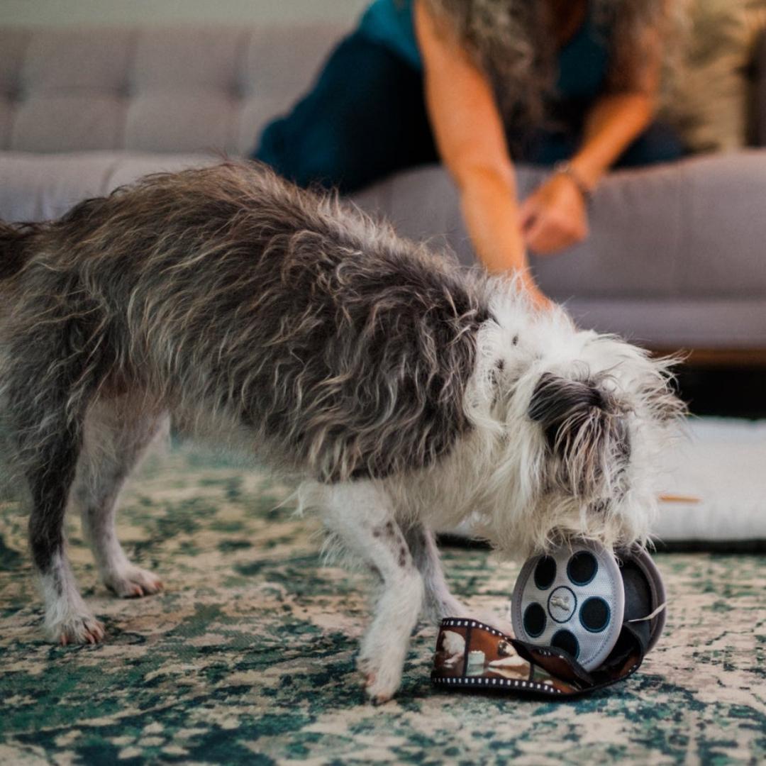 Hollywoof Cinema Toy Collection - Pooch Luxury