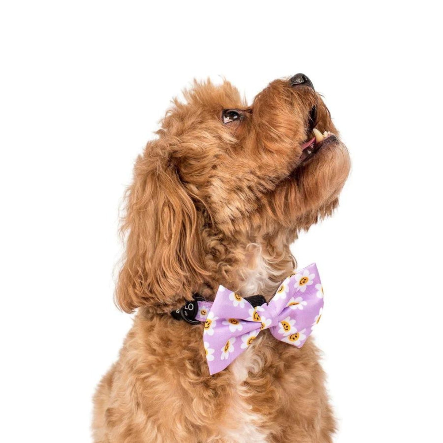 Lilac Smiley Flowers Bow Tie - Pooch Luxury