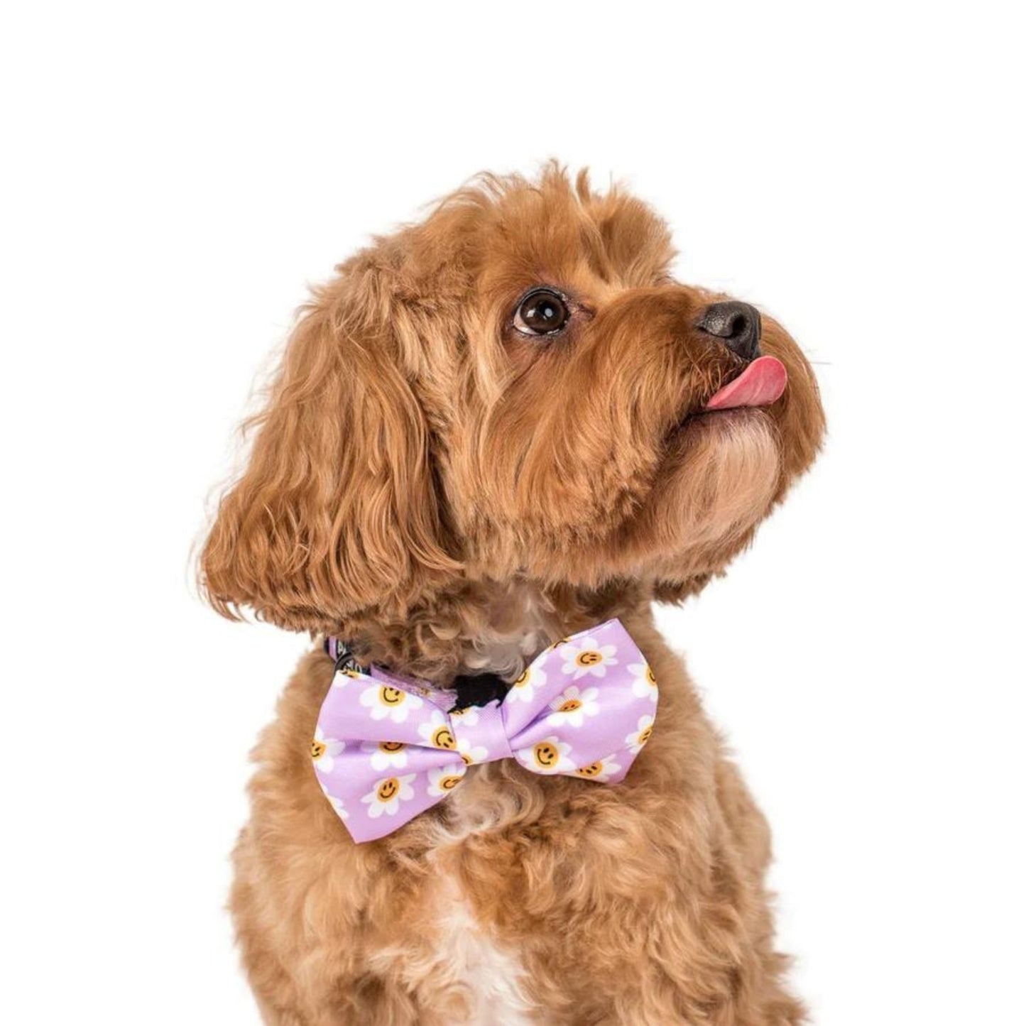 Lilac Smiley Flowers Bow Tie - Pooch Luxury
