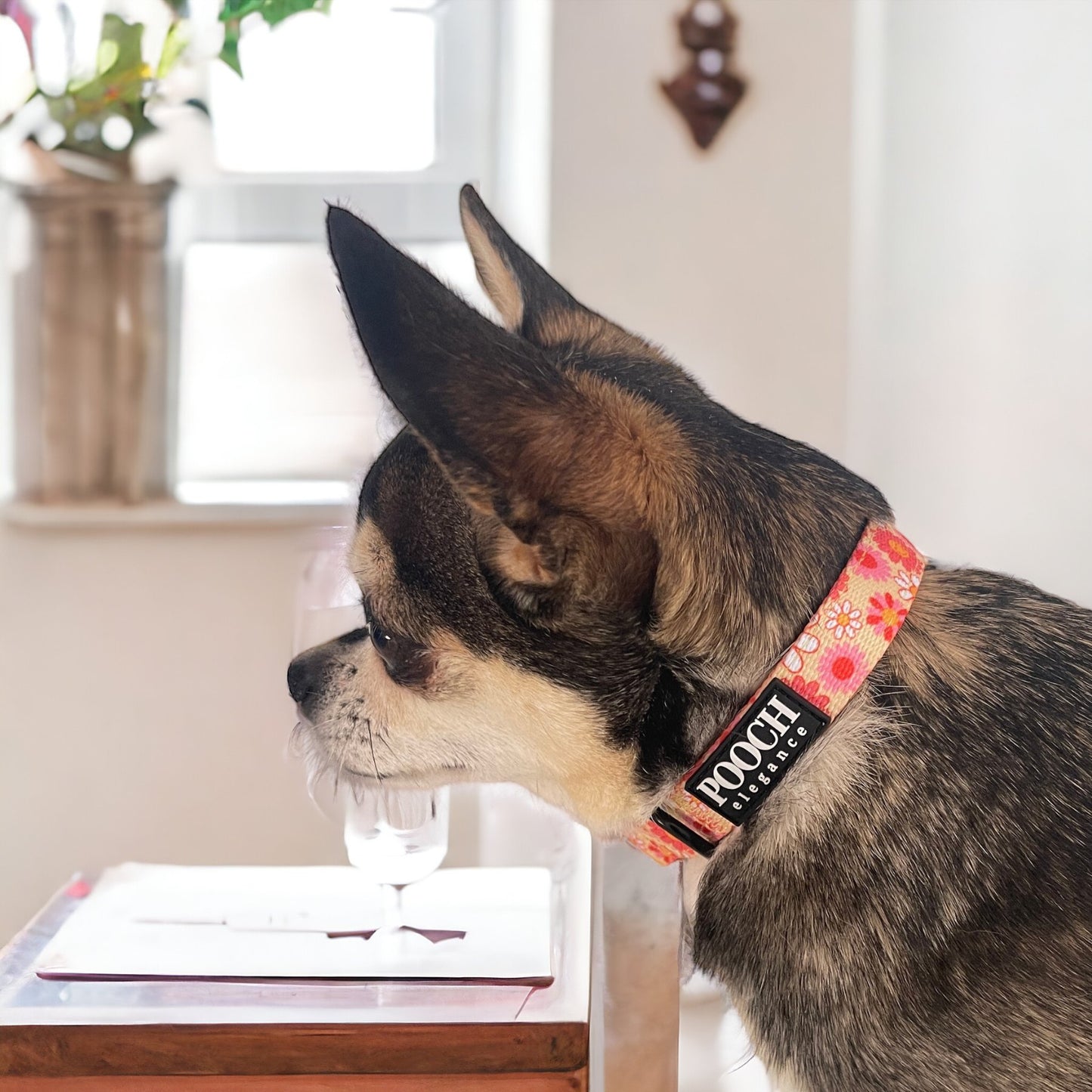 Little Bright Daisies Collar - Pooch Luxury