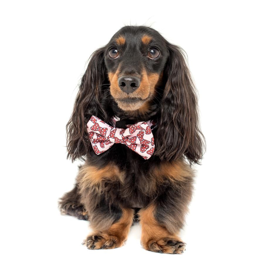 Minnie Mouse Bows Bow Tie - Pooch Luxury