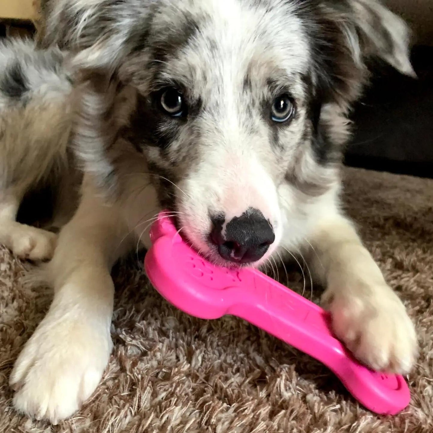 Nylon Bone - Pooch Luxury