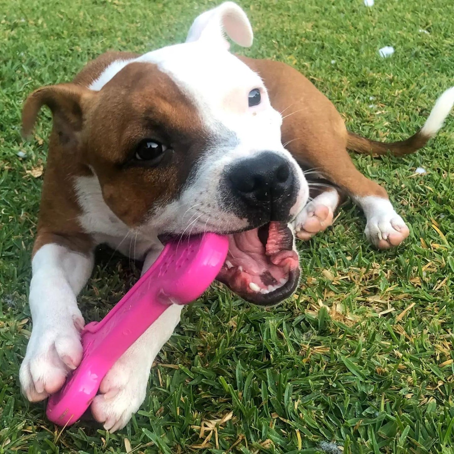 Nylon Bone - Pooch Luxury