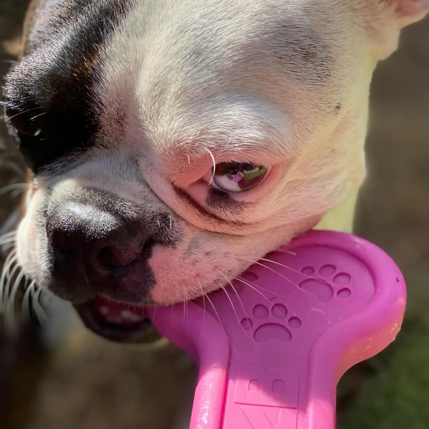 Nylon Bone - Pooch Luxury
