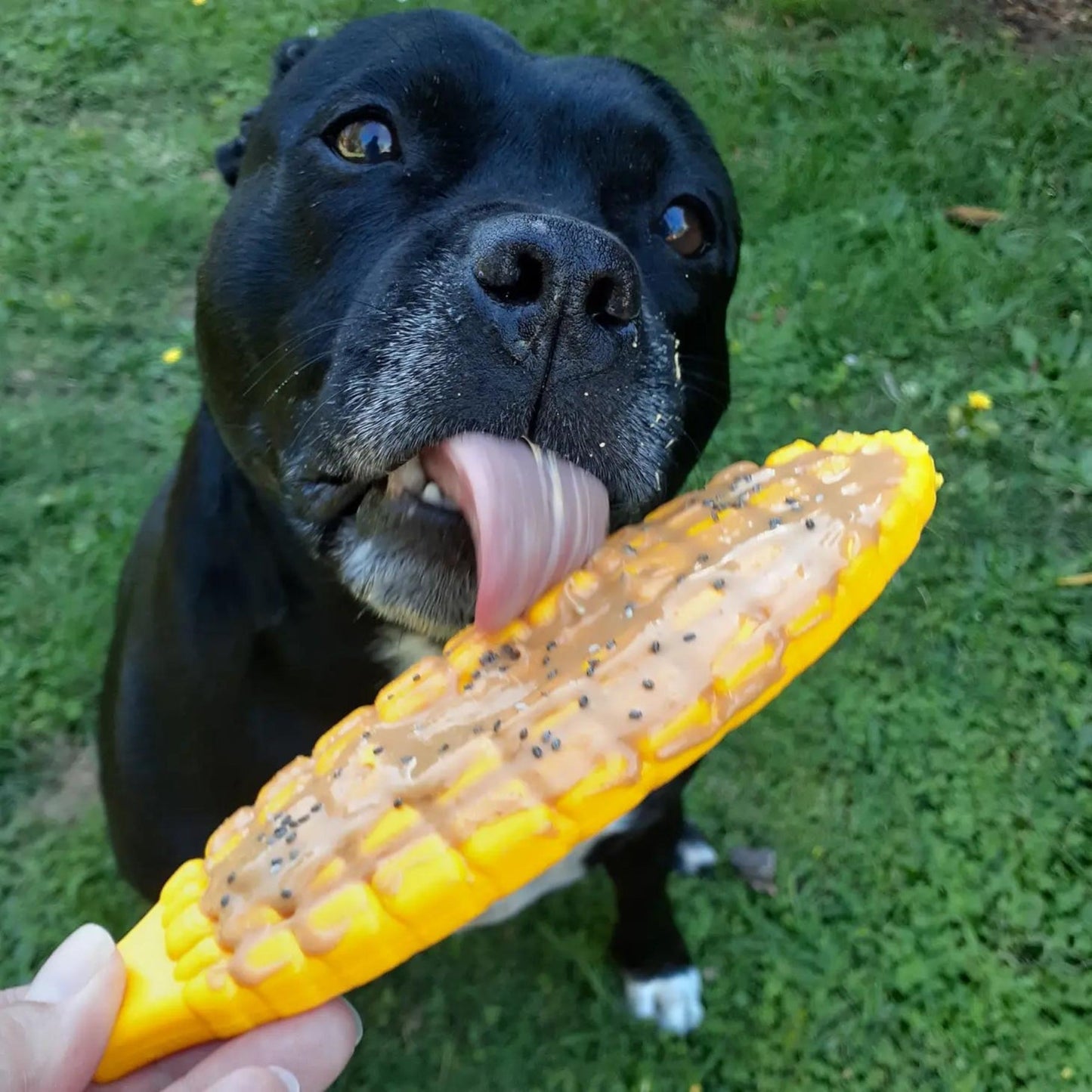Nylon Corn On The Cob - Pooch Luxury