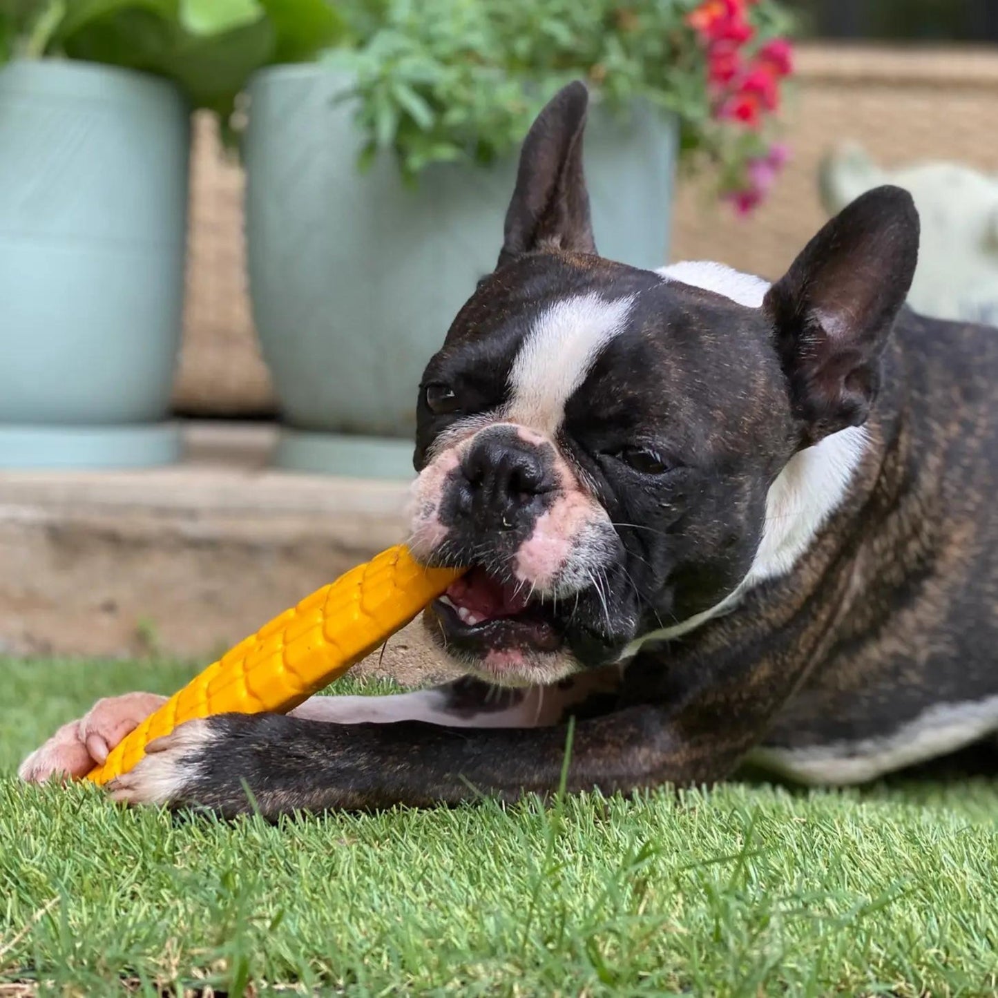 Nylon Corn On The Cob - Pooch Luxury