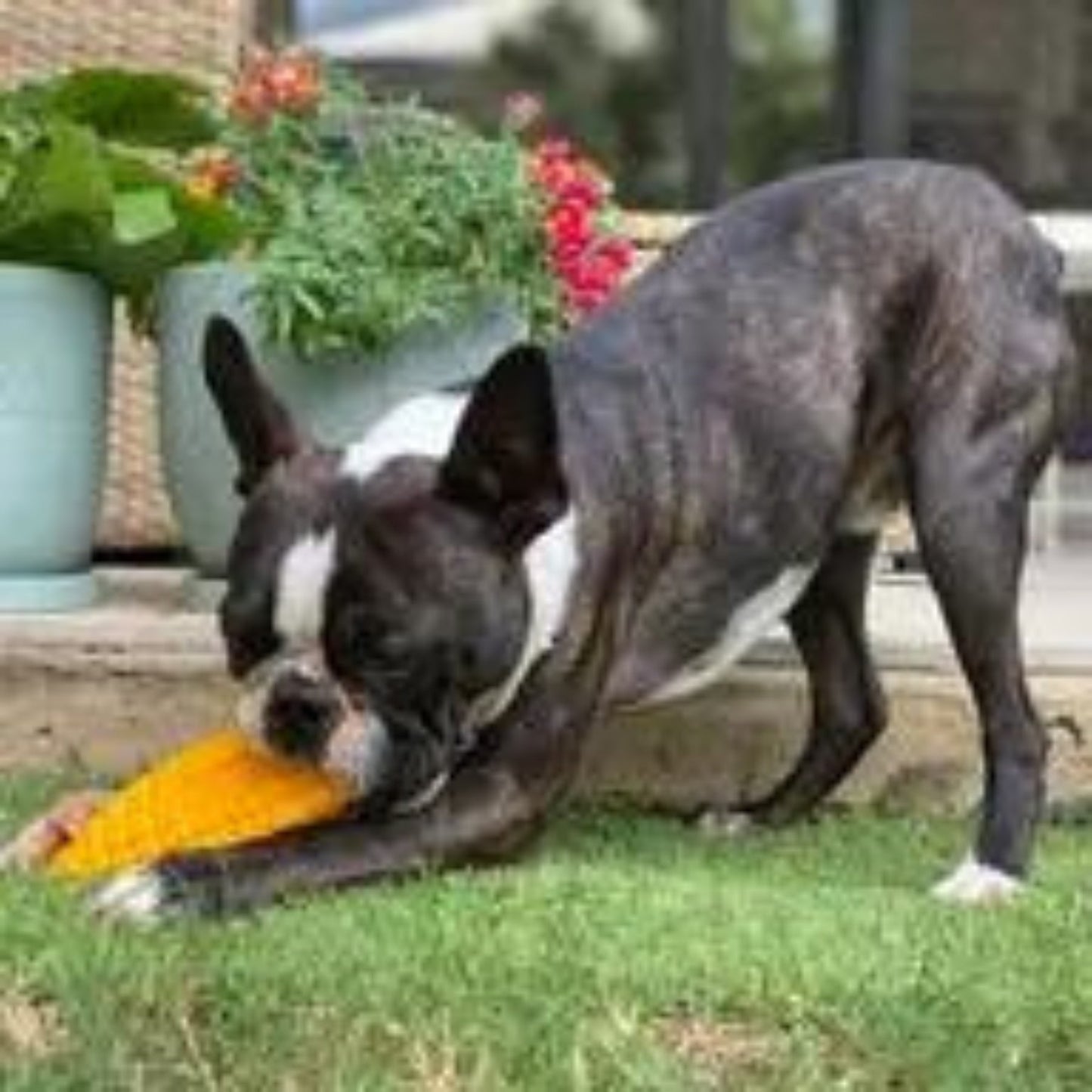 Nylon Corn On The Cob - Pooch Luxury