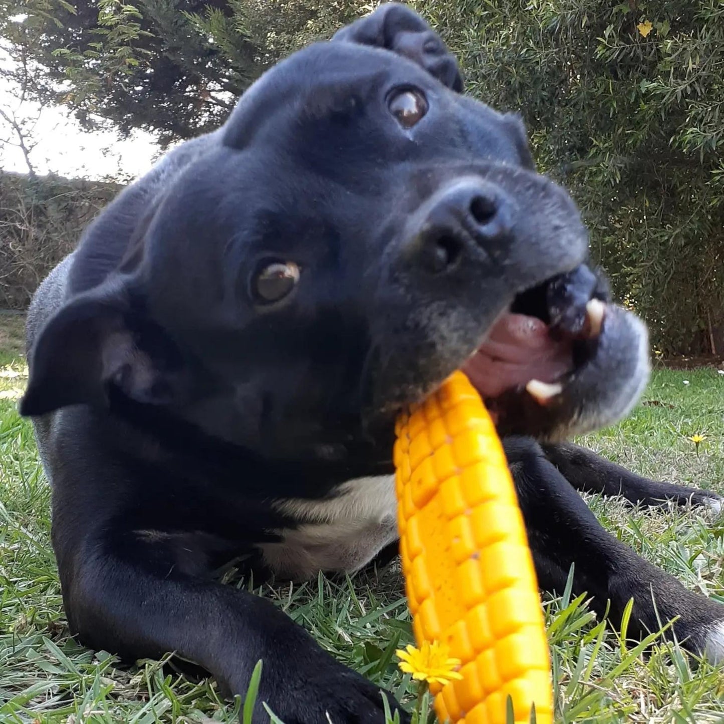 Nylon Corn On The Cob - Pooch Luxury