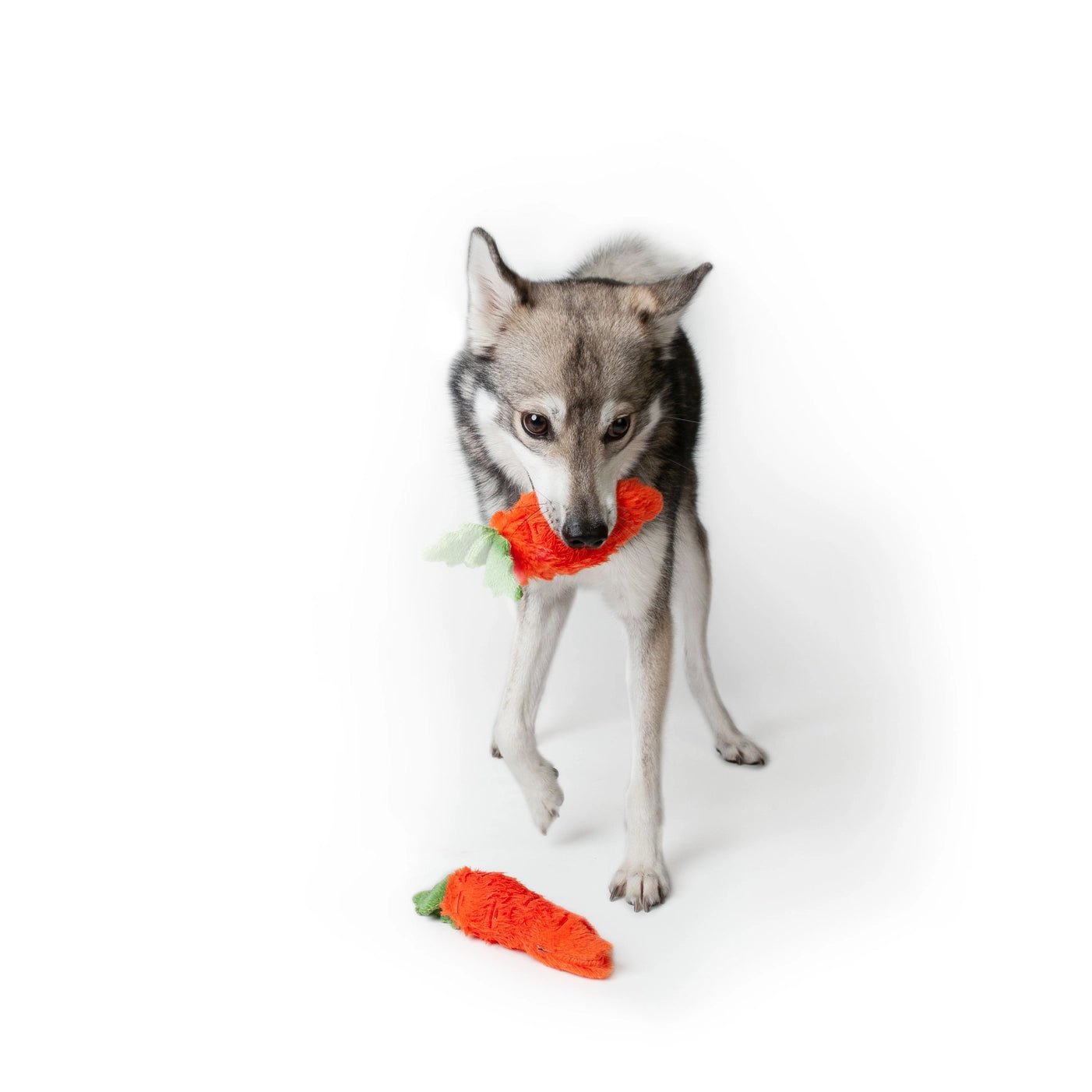 Plush Carrot Easter Dog Toy - Pack of 2 - Pooch Luxury
