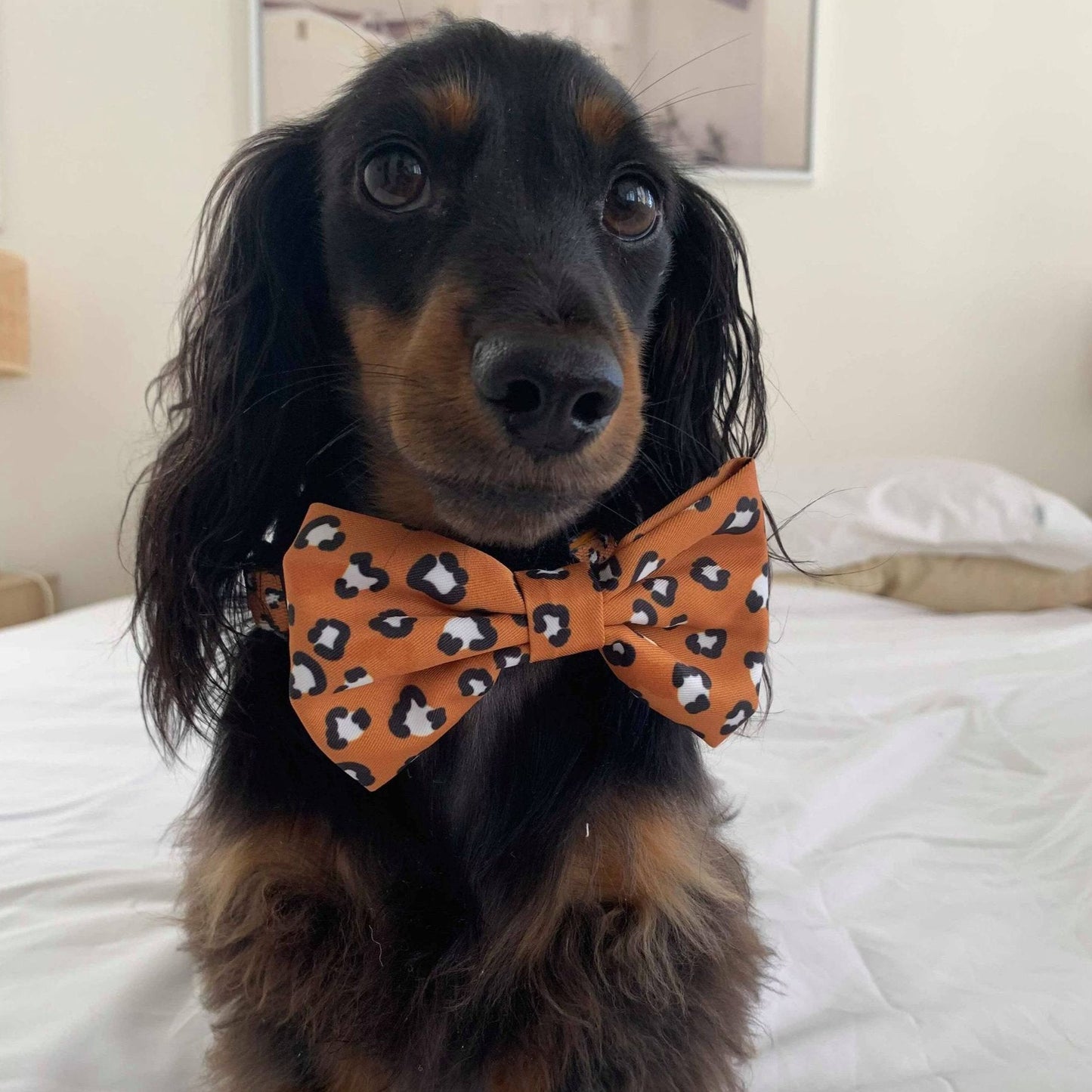 That Leopard Bow Tie - Pooch Luxury