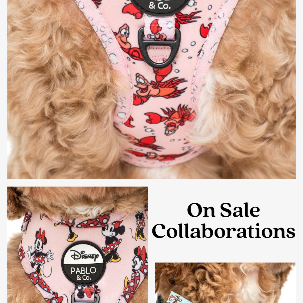 Pooch Luxury