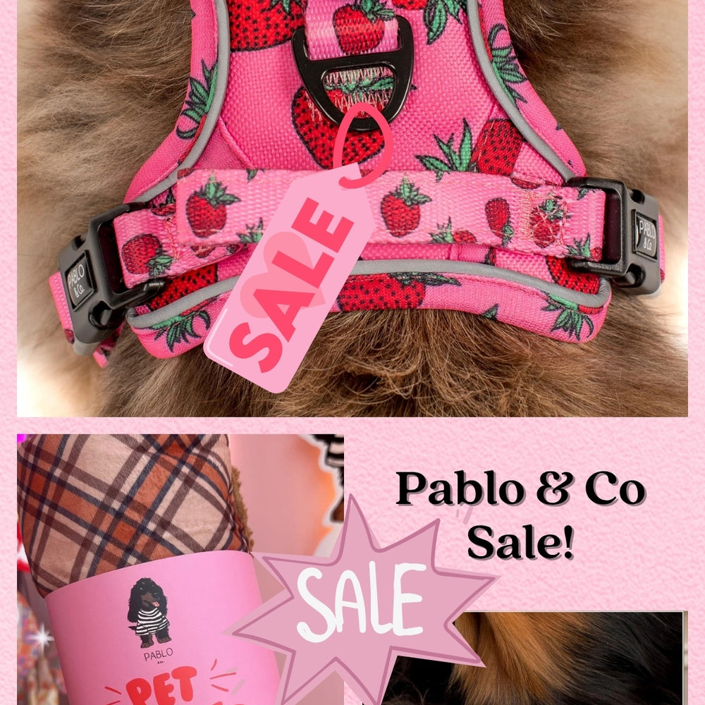 Pooch Luxury