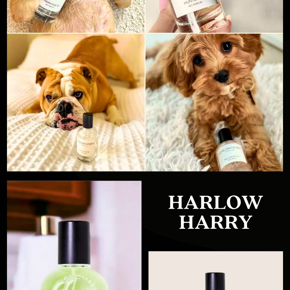 Pooch Luxury