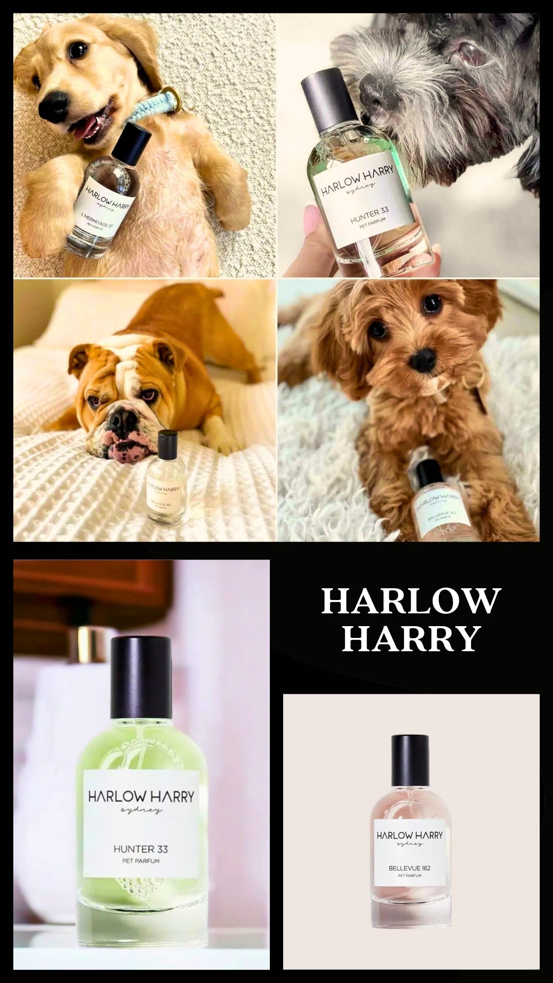 Pooch Luxury