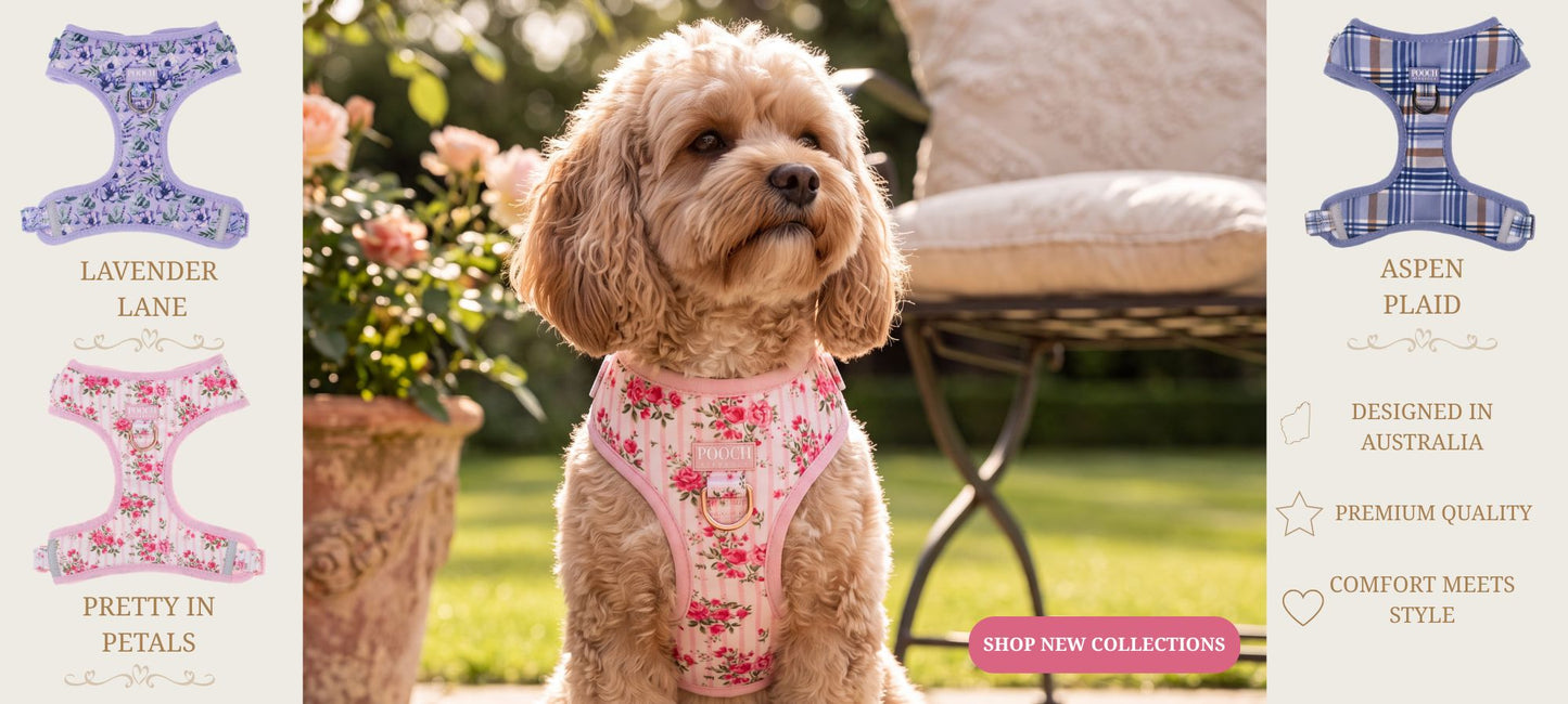 Pooch Luxury